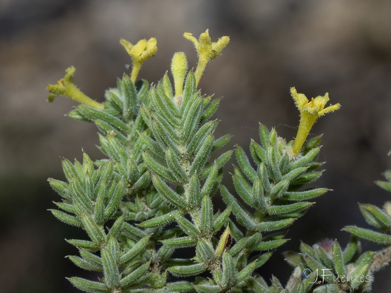 Galium moralesianum.29