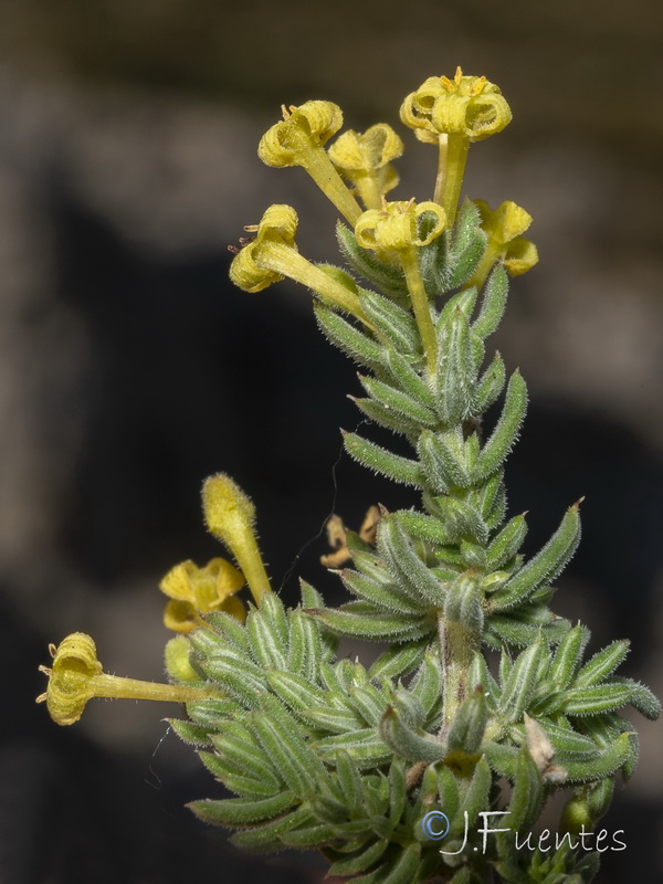 Galium moralesianum.30