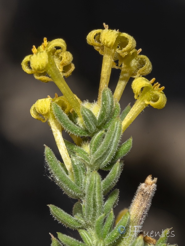 Galium moralesianum.31