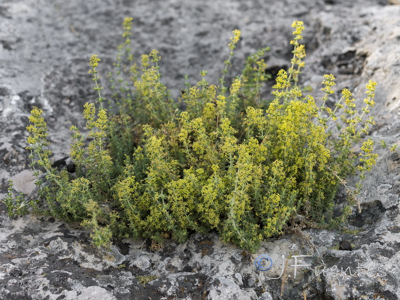 Galium moralesianum.32