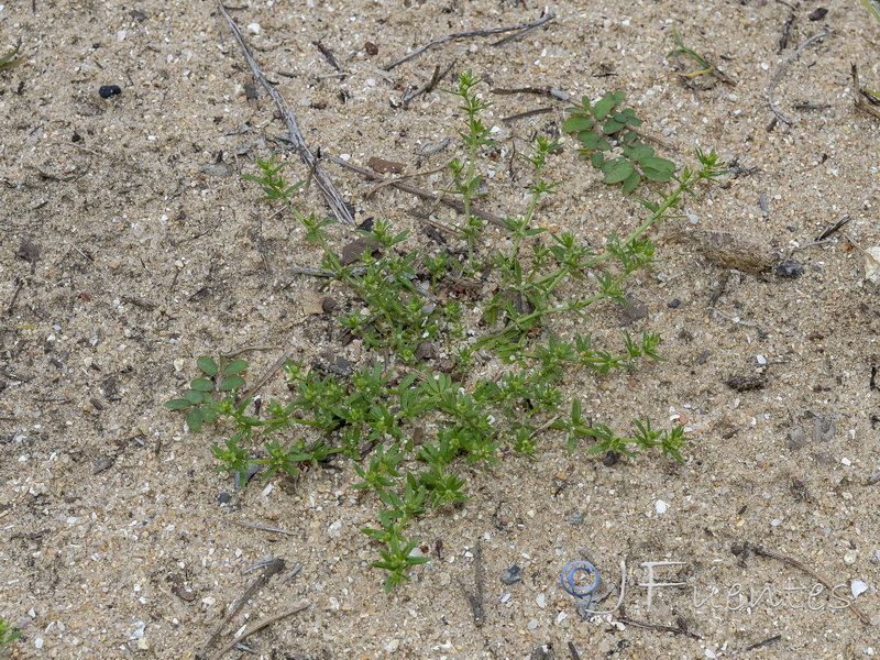 Galium murale.01