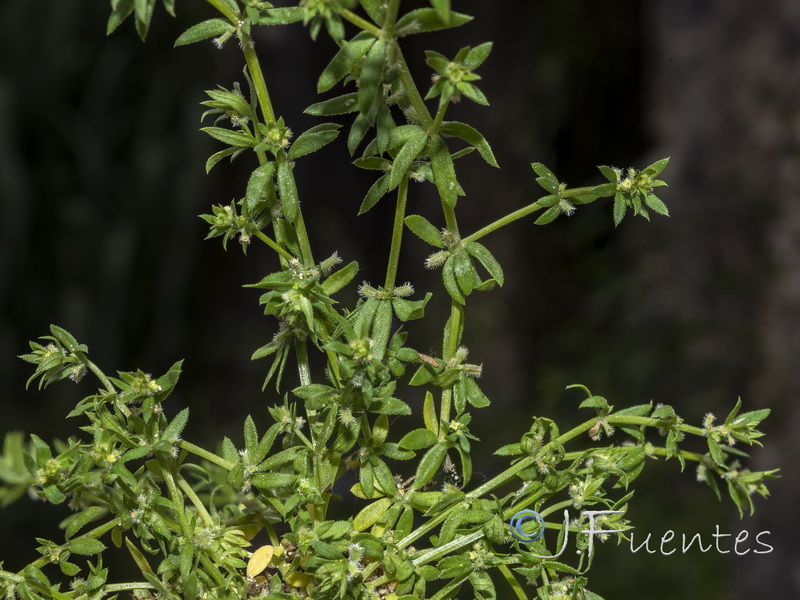 Galium murale.02