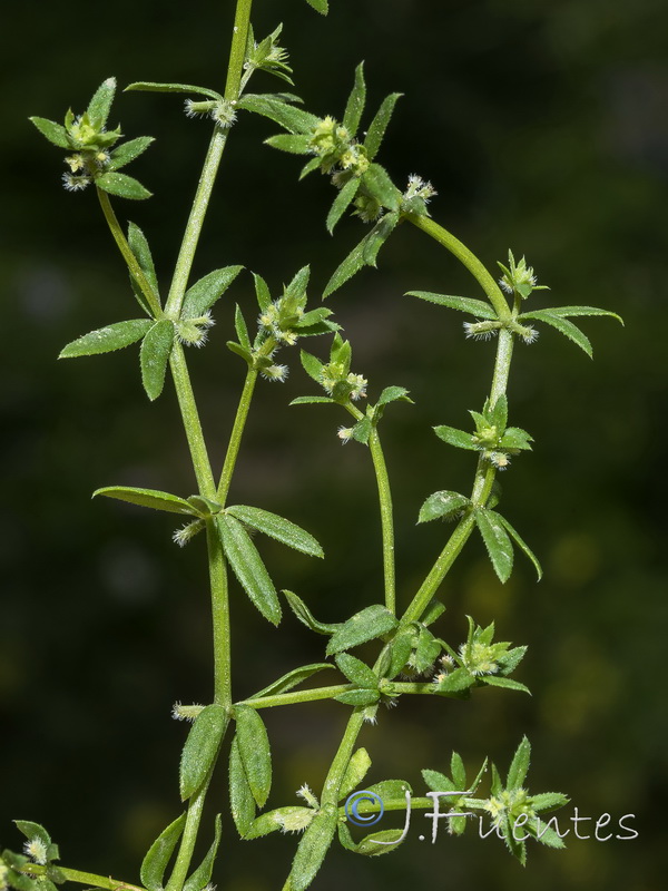 Galium murale.03