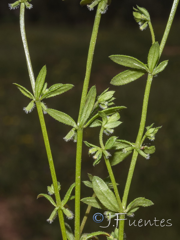 Galium murale.04