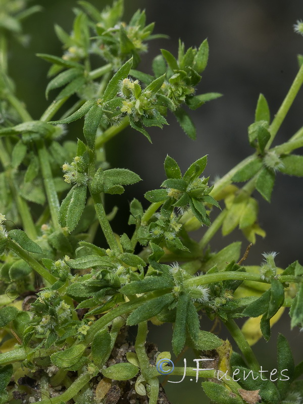 Galium murale.05
