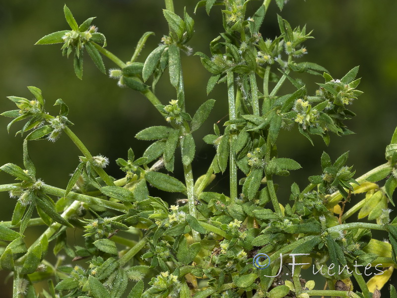 Galium murale.06