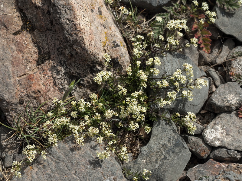 Galium nevadense.01