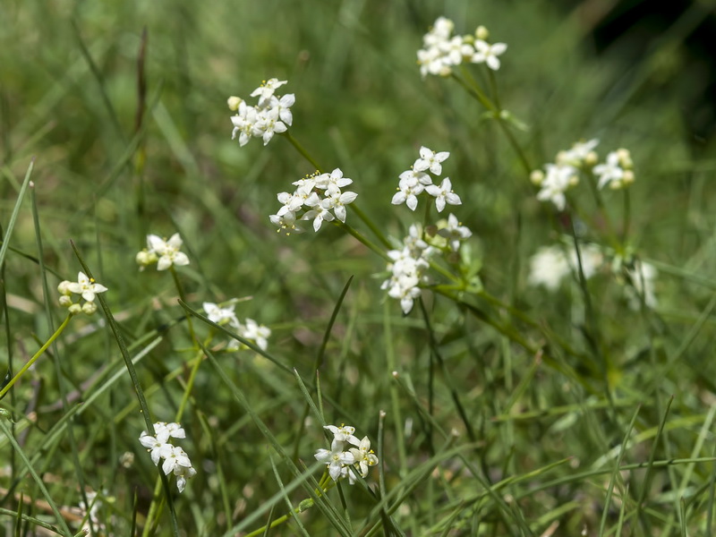 Galium nevadense.05