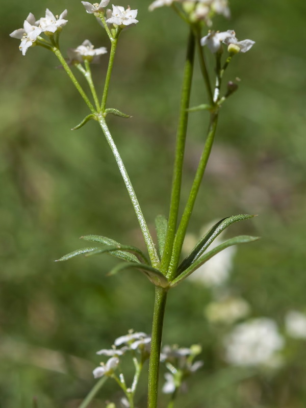 Galium nevadense.12