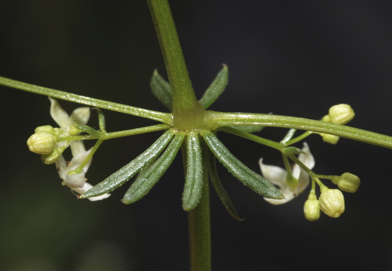 Galium nevadense.15