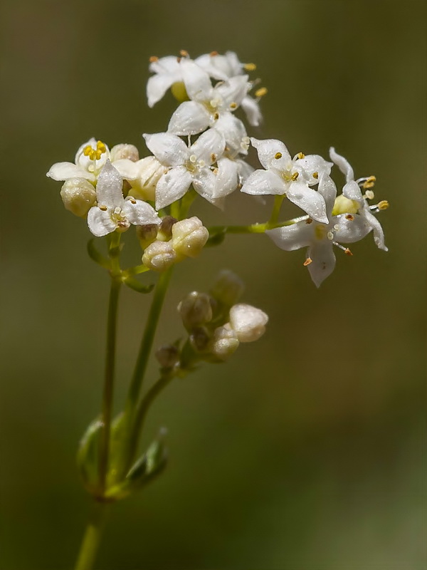 Galium nevadense.16