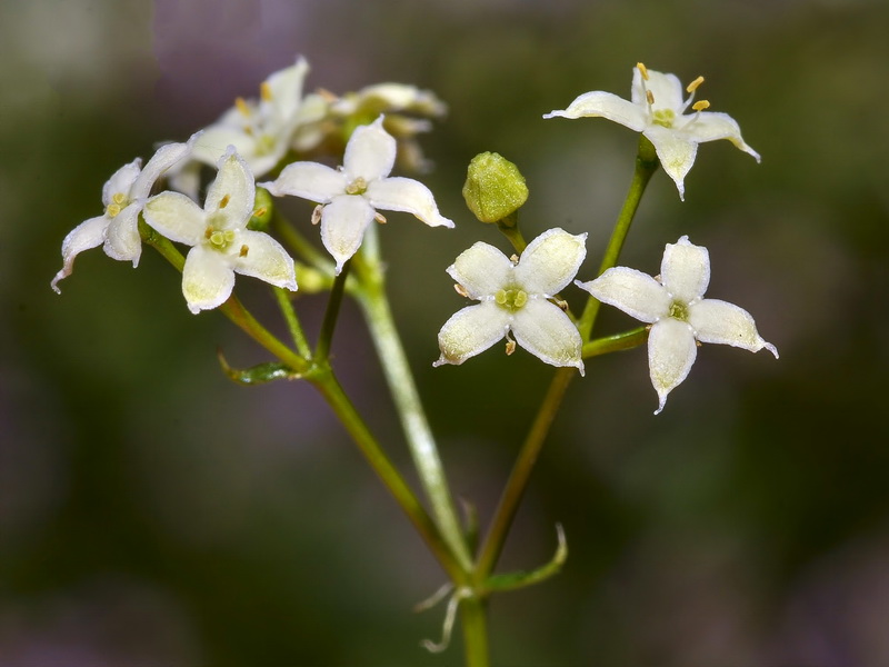 Galium nevadense.18