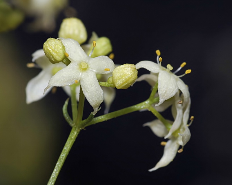 Galium nevadense.24