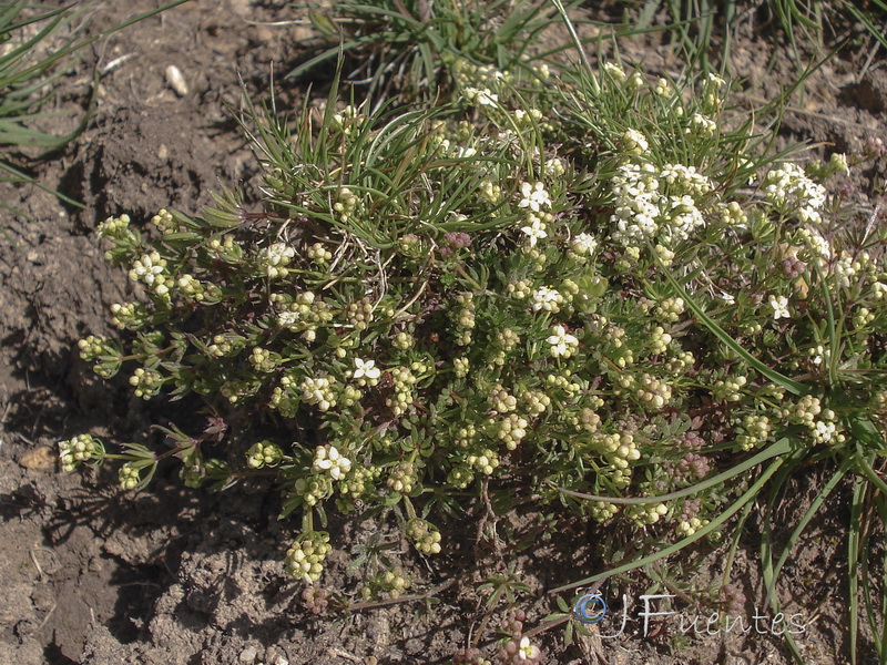 Galium nevadense.27