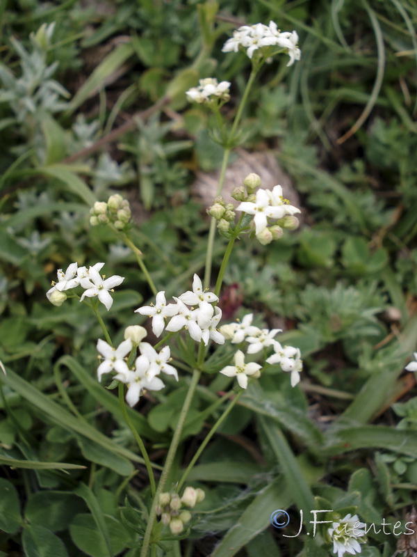 Galium nevadense.30