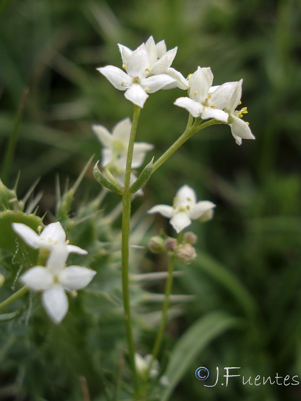 Galium nevadense.31