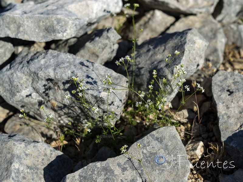 Galium nevadense.32