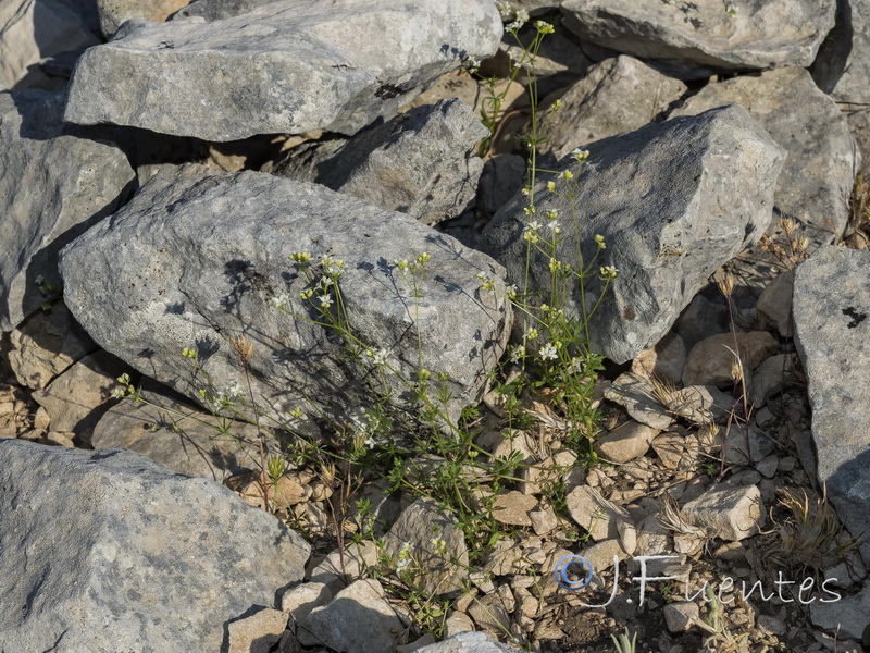 Galium nevadense.33