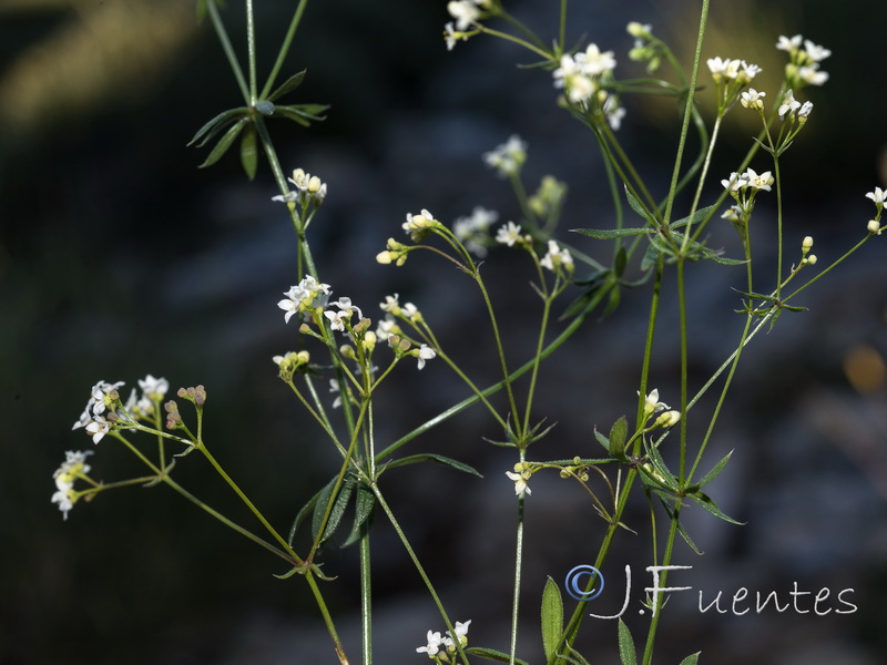 Galium nevadense.34