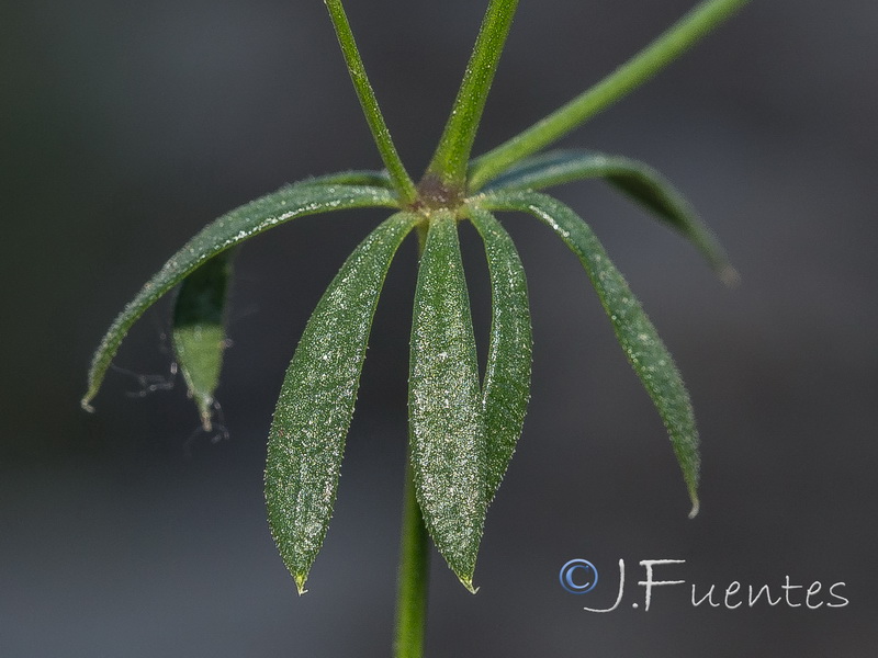 Galium nevadense.36