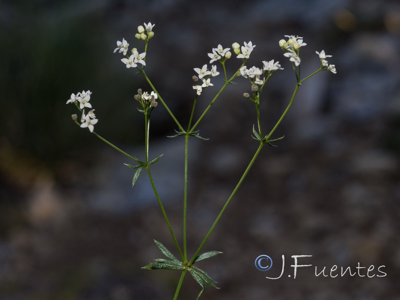 Galium nevadense.37