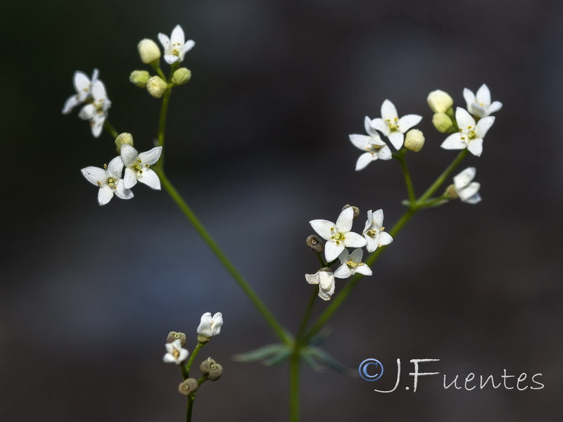 Galium nevadense.38