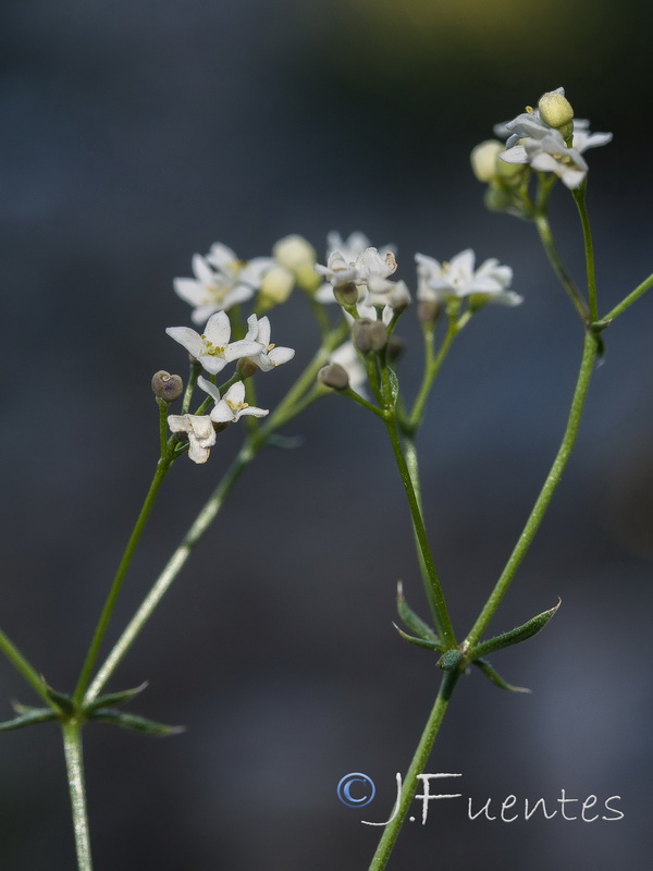 Galium nevadense.39