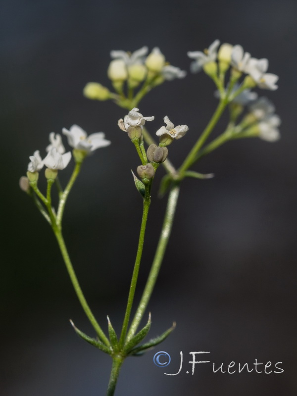 Galium nevadense.40