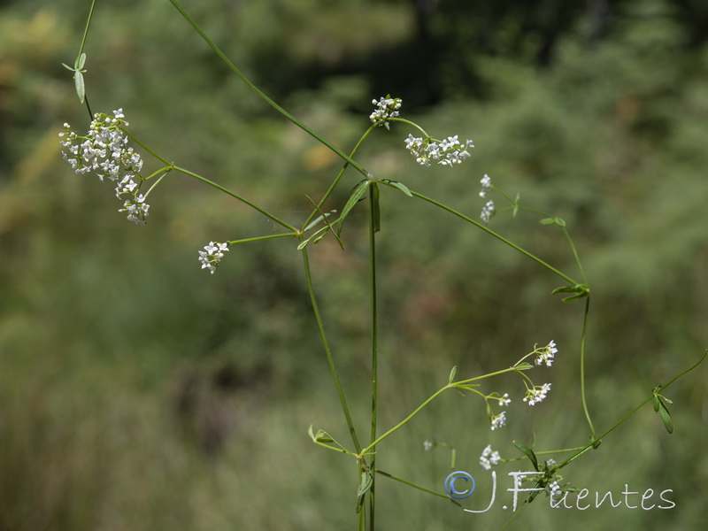 Galium palustre.01