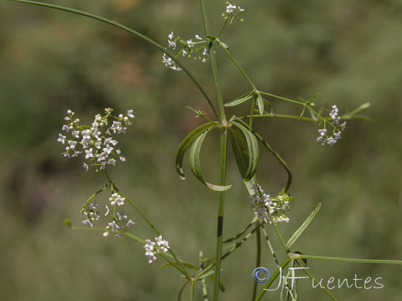 Galium palustre.02