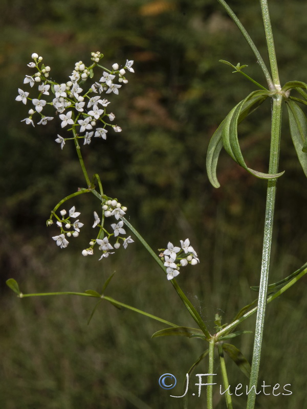Galium palustre.03