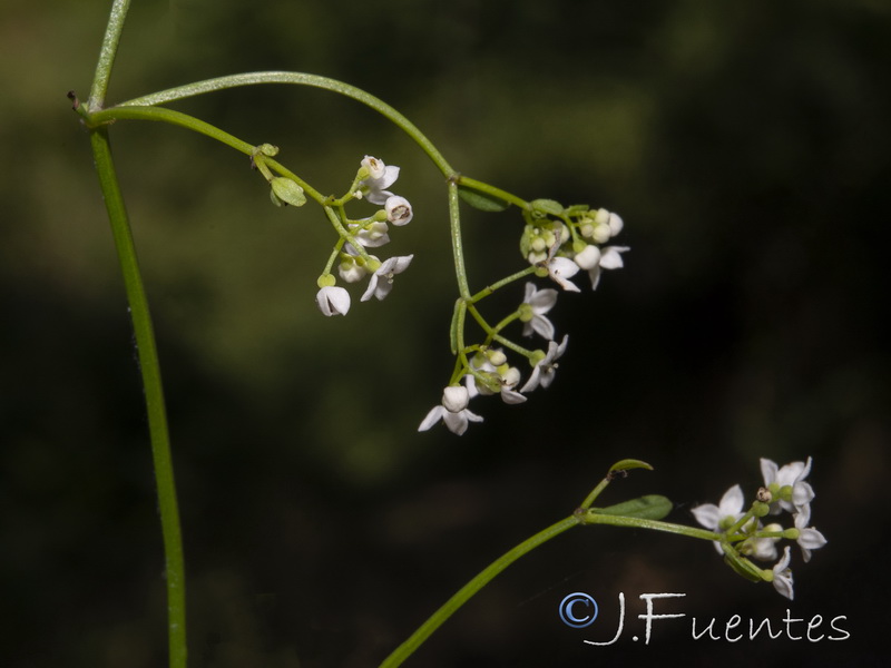 Galium palustre.04