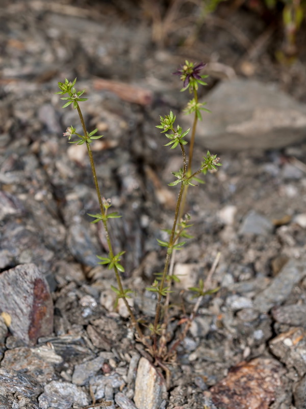 Galium parisiense parisiense.01