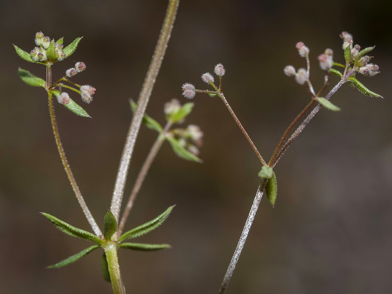 Galium parisiense parisiense.02