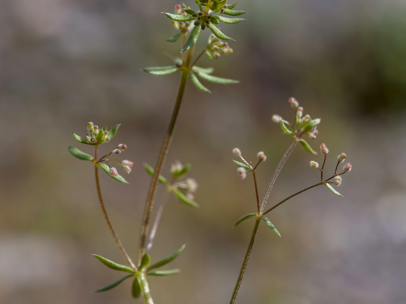 Galium parisiense parisiense.03