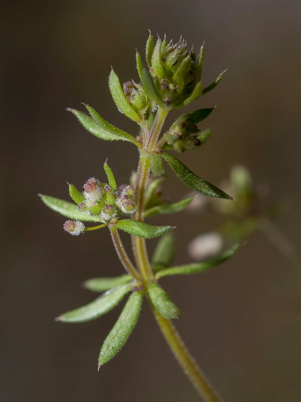 Galium parisiense parisiense.04
