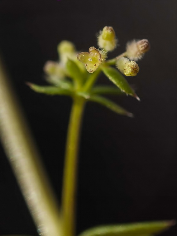 Galium parisiense parisiense.05