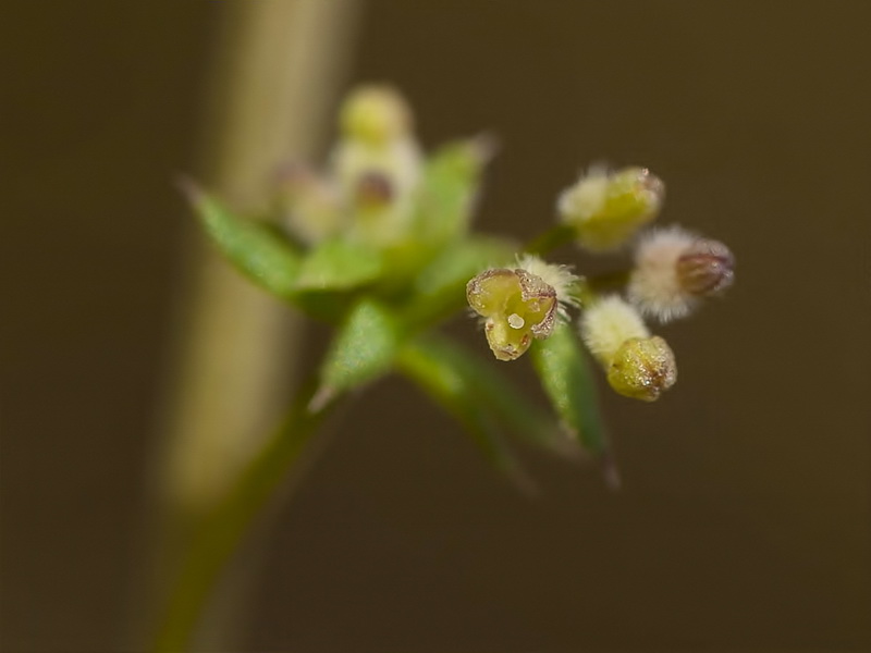 Galium parisiense parisiense.07