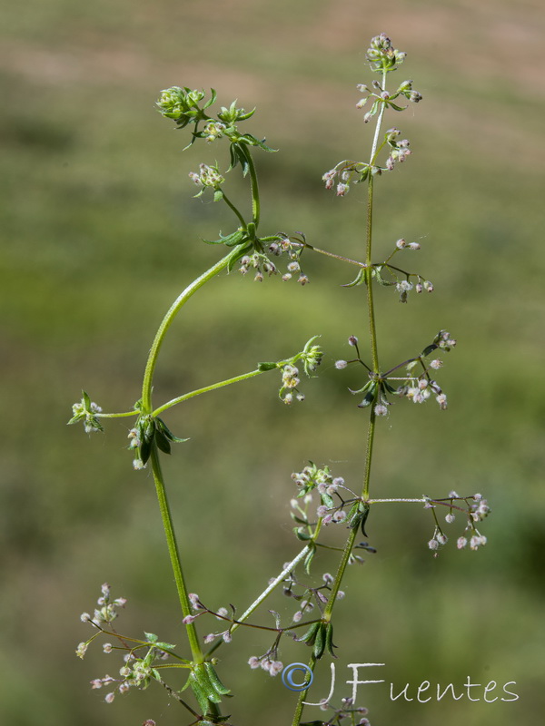 Galium parisiense parisiense.10