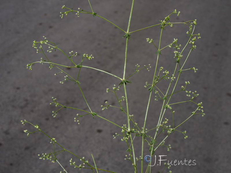 Galium parisiense parisiense.13