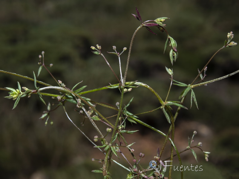 Galium parisiense parisiense.15