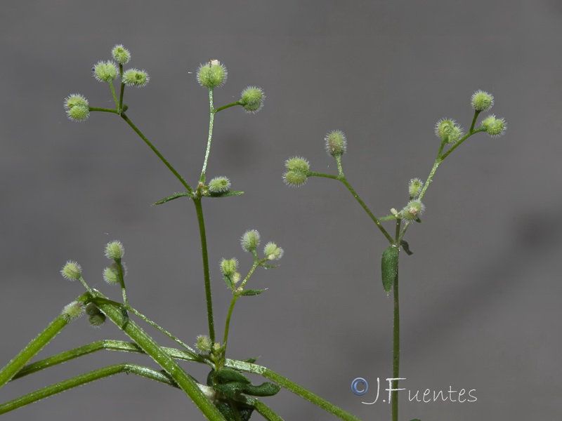 Galium parisiense parisiense.17