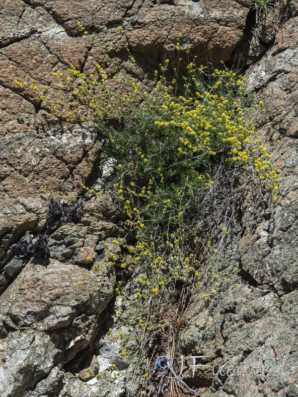Galium pierredmondii.01