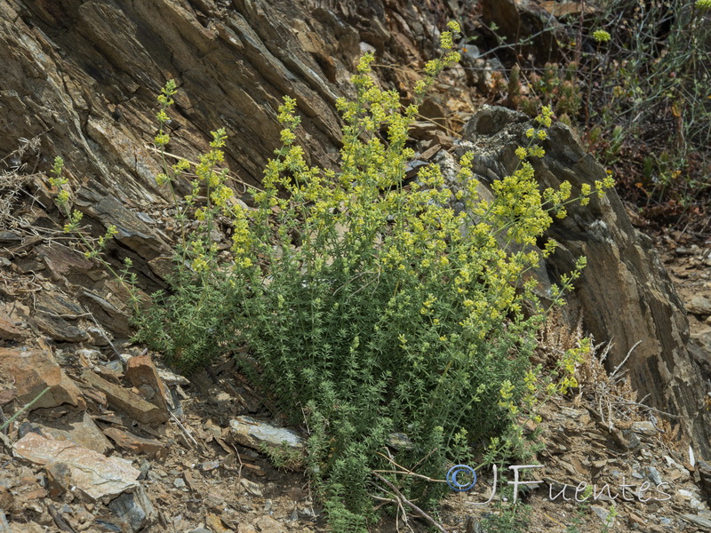 Galium pierredmondii.03