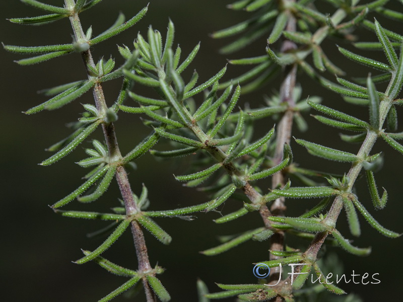 Galium pierredmondii.10