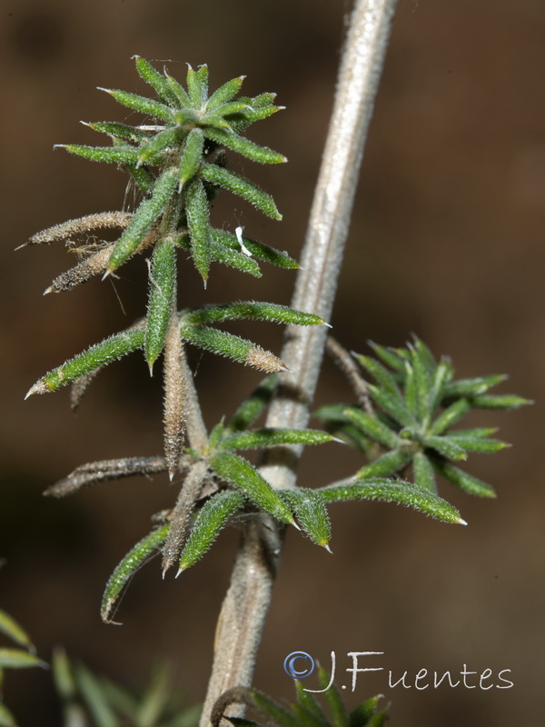Galium pierredmondii.11