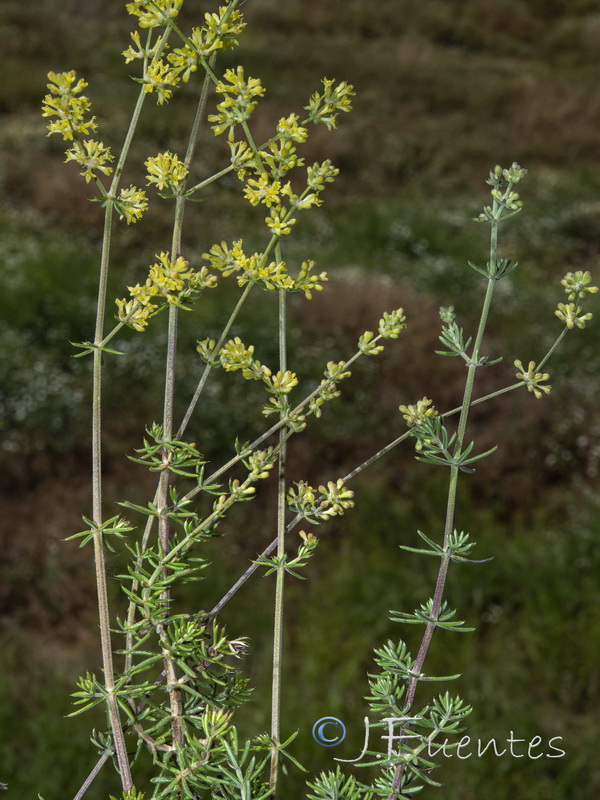 Galium pierredmondii.13