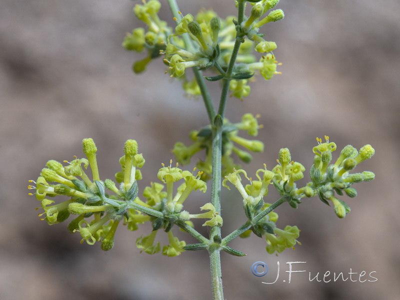 Galium pierredmondii.20