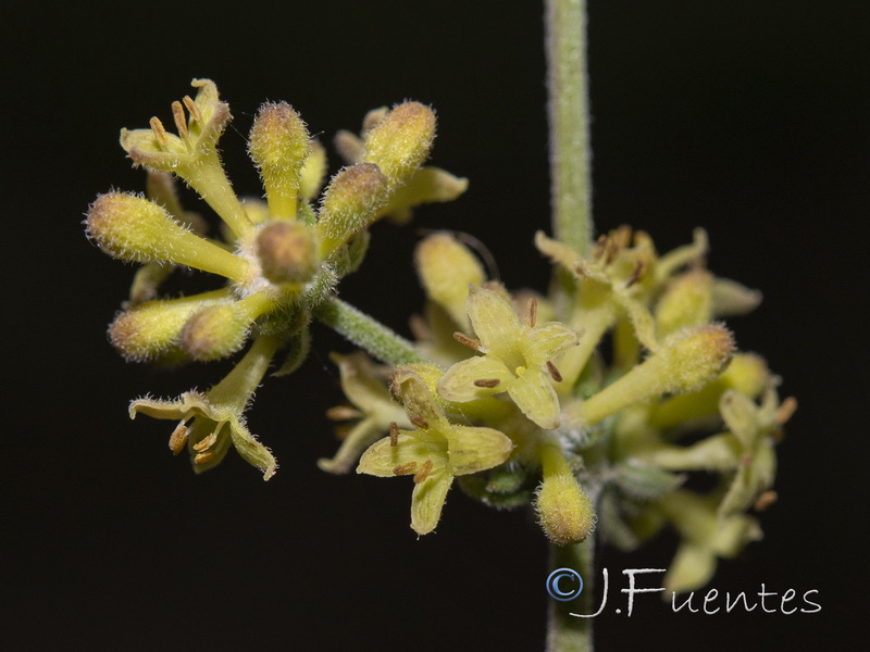 Galium pierredmondii.25
