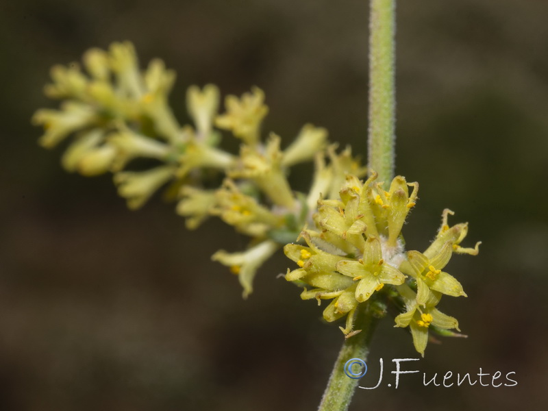 Galium pierredmondii.26
